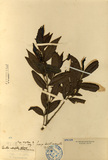 ǦW:Eurya strigillosa Hay.
