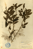 ǦW:Eurya glaberrima Hay.