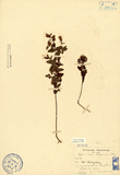 ǦW:Hypericum nagasawai Hayata
