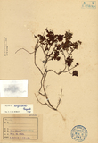 ǦW:Hypericum nagasawai Hayata