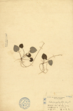 ǦW:Viola longistipulata Hayata