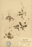ǦW:Viola nagasawai Makino & Hayata var. acutilabella (Hay.) Nakai