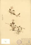 ǦW:Viola nagasawai Makino & Hayata