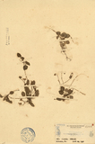 ǦW:Viola nagasawai Hayata