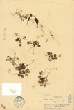 ǦW:Viola nagasawai Hayata