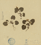 ǦW:Viola longistipulata Hay.