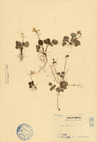 ǦW:Viola formosana