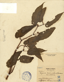 ǦW:Begonia buimontana Yamamoto