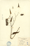 中文種名:台灣秋海棠