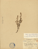 ǦW:Rotala densiflora Koehne var. formosana Hay.