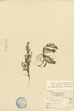 ǦW:Rotala indica (Willd.) Koehne var. uliginosa (Miq.) Koehne