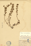 ǦW:Rotala india (Willd.) Koehne var. uliginosa (Miq.) Koehne