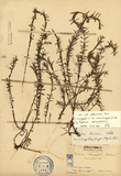ǦW:Rotala rotundifolia Koehne