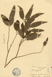 ǦW:Eucalyptus sp.