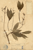 中文種名:蘭嶼野牡丹藤