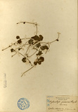 ǦW:Hydrocotyle javanica Thunb.
