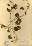 ǦW:Hydrocotyle javanica Thunb.
