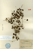 ǦW:Hydrocotyle pelicellata Masam.