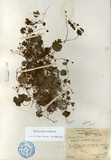 ǦW:Hydrocotyle pedicelata Masamune