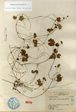 ǦW:Hydrocotyle pedicellata Masam.