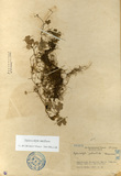 ǦW:Hydrocotyle pedicellata Masamune