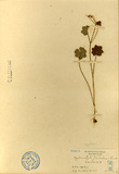 ǦW:Hydrocotyle javanica Thunb.