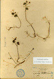 ǦW:Hydrocotyle pedicellata, Masam.