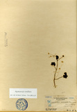 ǦW:Hydrocotyle pedicellata Masamune