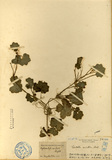 ǦW:Centella asiatica Urb.