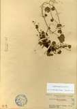 ǦW:Hydrocotyle laxiflora Masamune