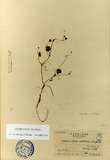 ǦW:Hydrocotyle setulosa Hay.
