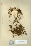 ǦW:Hydrocotyle raniflora