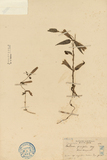 中文種名:玉山肺形草