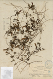 ǦW:Gentiana parvifolia Hay.