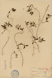 ǦW:Gentiana parvifolia Hay.