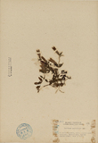 ǦW:Gentiana parviflora Hay.