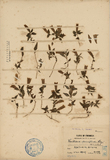 ǦW:Gentiana parviflora Hay.