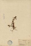 ǦW:Gentiana parvifolia Hayata