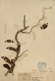 中文種名:爬森藤