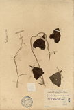 ǦW:Cynanchum taiwanenum Yamazaki