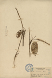 中文種名:毬蘭