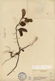 ǦW:Ipomoea pes-caprae ssp. brasiliensis (L.) Oostst.