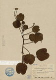 ǦW:Ipomoea pes-caprae (L.) ssp. brasiliensis (L.) Oostst.