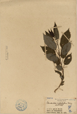 ǦW:Clerodendron crytophyllum Turcz.
