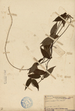ǦW:Paederia scandens (Lour.) Merrill
