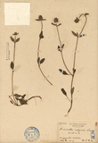 ǦW:Brunella vulgaris Linn.