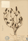 ǦW:Brunella vulgaris Linn.