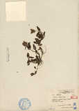 ǦW:Prunella vulgaris Linn.