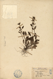 ǦW:Prunella vulgaris L.