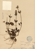 ǦW:Brunella vulgaris Linn.
